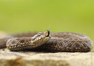 Resolving Trauma and Snake Phobia